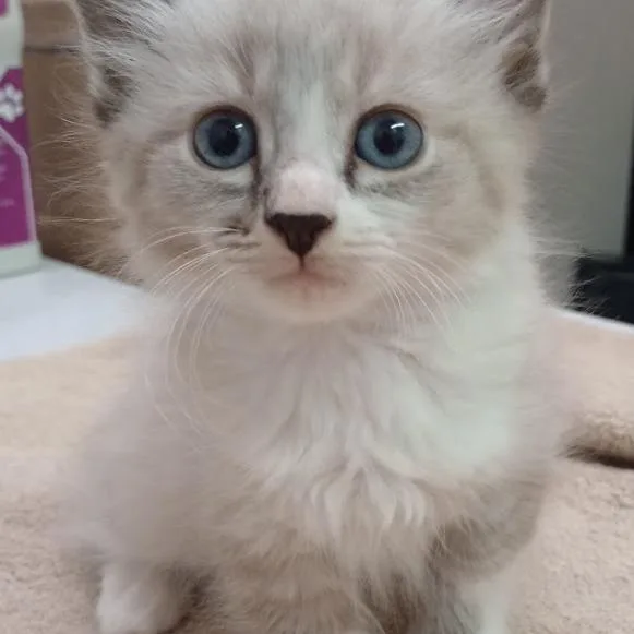 A baby small-sized male Cream / Ivory Siamese cat named Paxton for adoption in Grand Rapids, MN