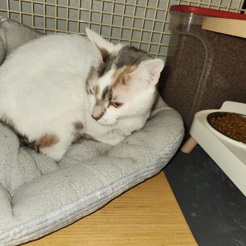 A young medium-sized female Domestic Short Hair cat named Stella for adoption in Dallas, TX