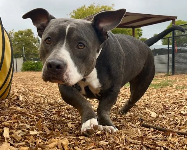 An adult medium-sized female Staffordshire Bull Terrier dog named Betty for adoption in Santa Cruz, CA