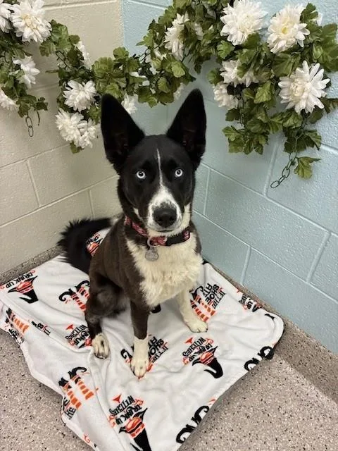 A young medium-sized female Siberian Husky dog named Nova for adoption in Brighton, CO
