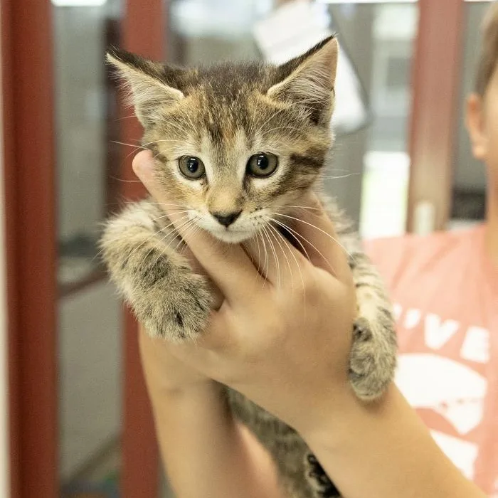 A baby medium-sized female Tabby (Brown / Chocolate) Domestic Short Hair cat named Nami for adoption in Slidell, LA
