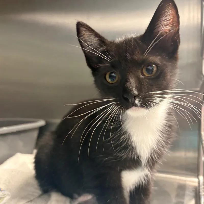 A baby small-sized female Black Domestic Short Hair cat named Buttercup for adoption in East Hanover, NJ