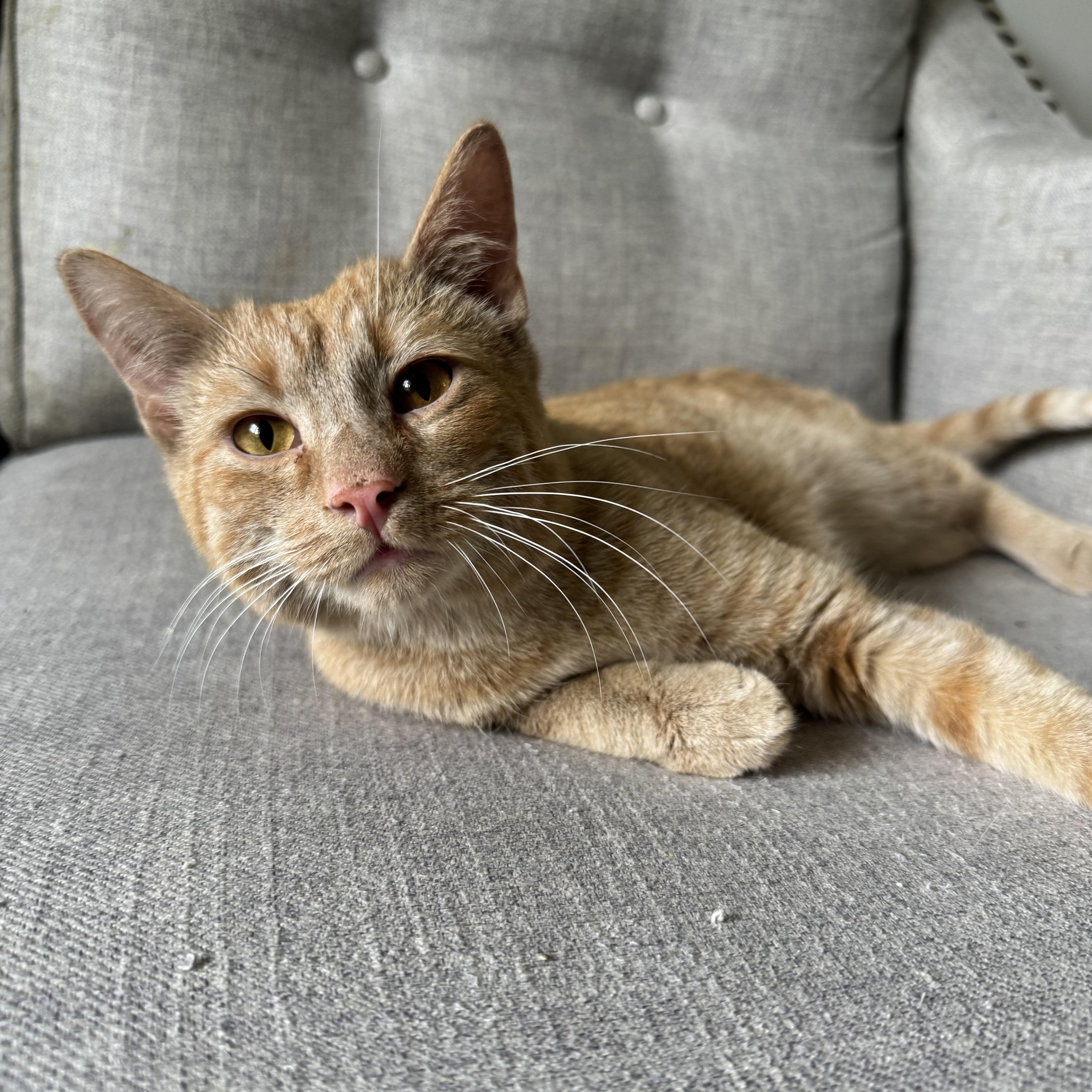 A young medium-sized male Tabby (Orange / Red) Domestic Short Hair cat named Georgie for adoption in Fairfax Station, VA