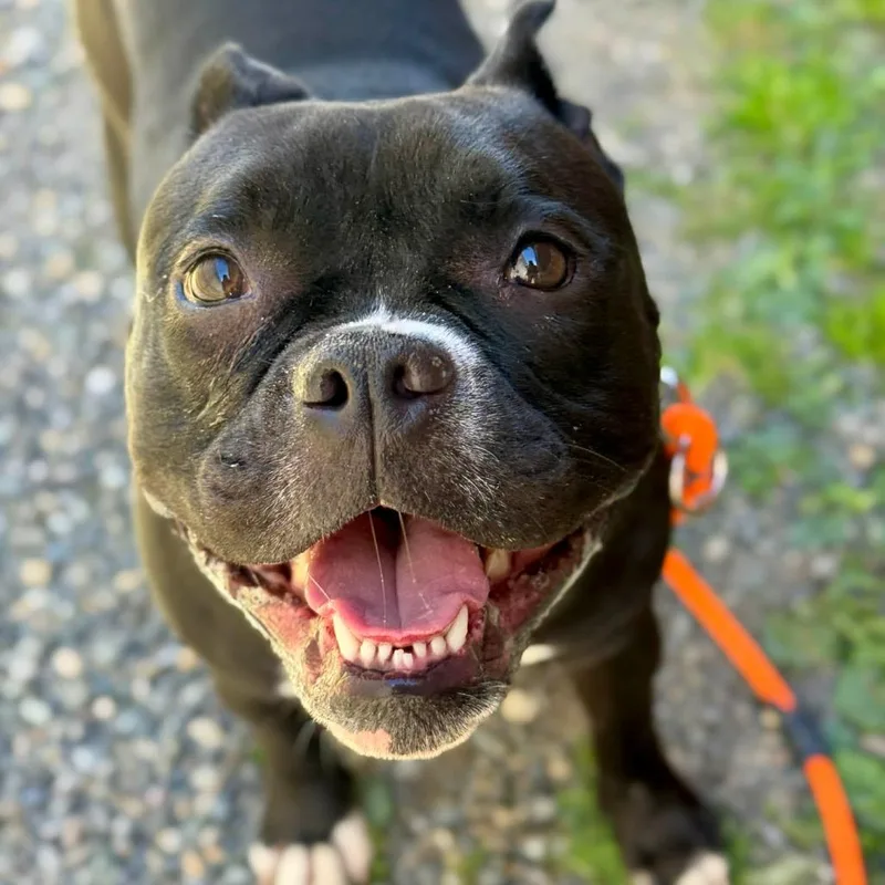 An adult medium-sized male Black Staffordshire Bull Terrier dog named Bodhi for adoption in Tacoma, WA