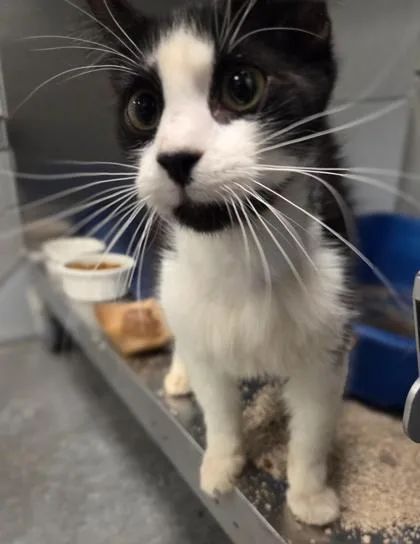 An adult large-sized male Domestic Short Hair cat named Piccolo Pete for adoption in Fresno, CA