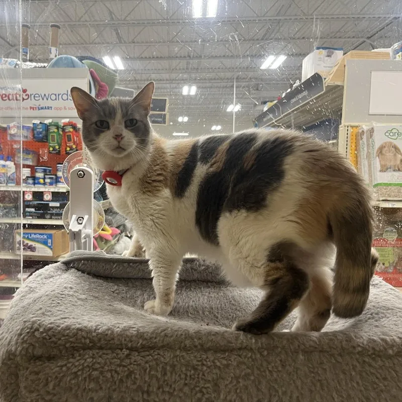 Saltwater Taffy Z thumbnail 2