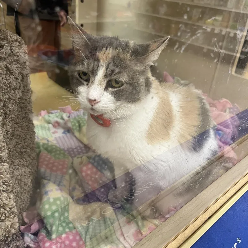 Saltwater Taffy Z thumbnail 3