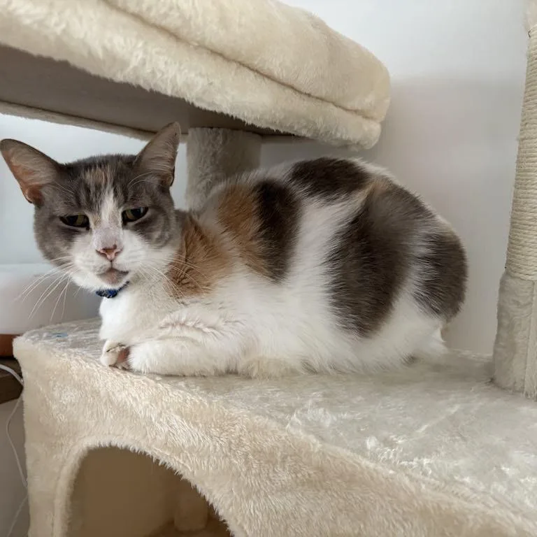 Saltwater Taffy Z thumbnail 4