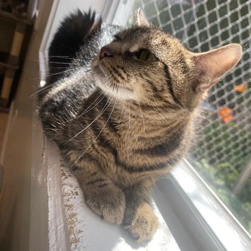 A young medium-sized female Domestic Short Hair cat named Charlotte for adoption in Fall River, MA