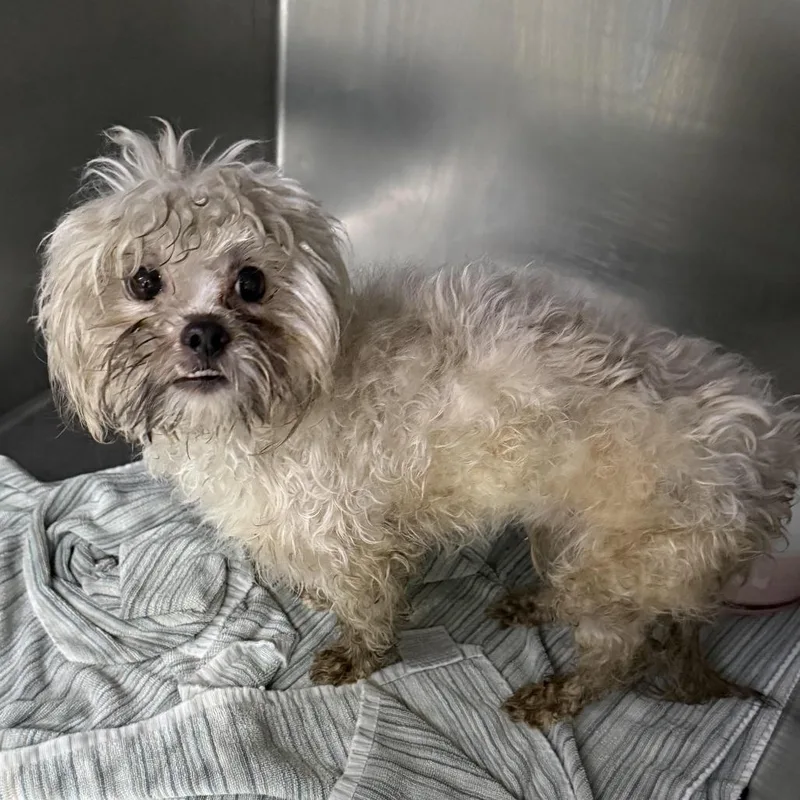 An adult small-sized male White / Cream Maltese dog named Lukas for adoption in Newark, NJ