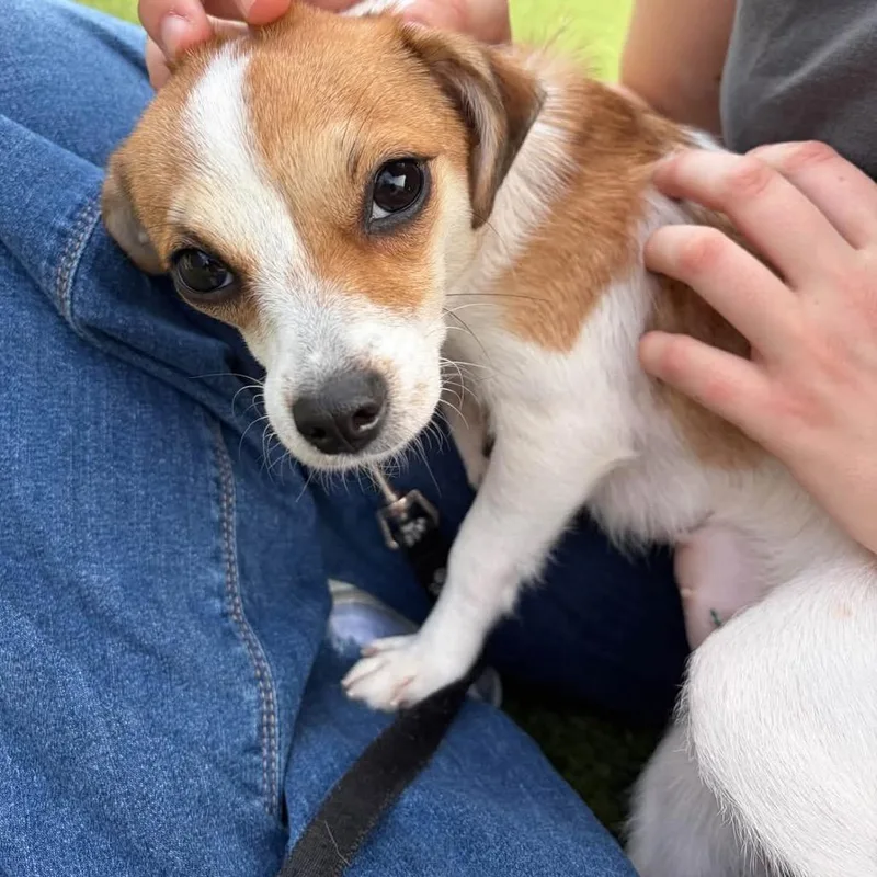 A young small-sized female Mixed Breed dog named Nairnair for adoption in Pittsburgh, PA