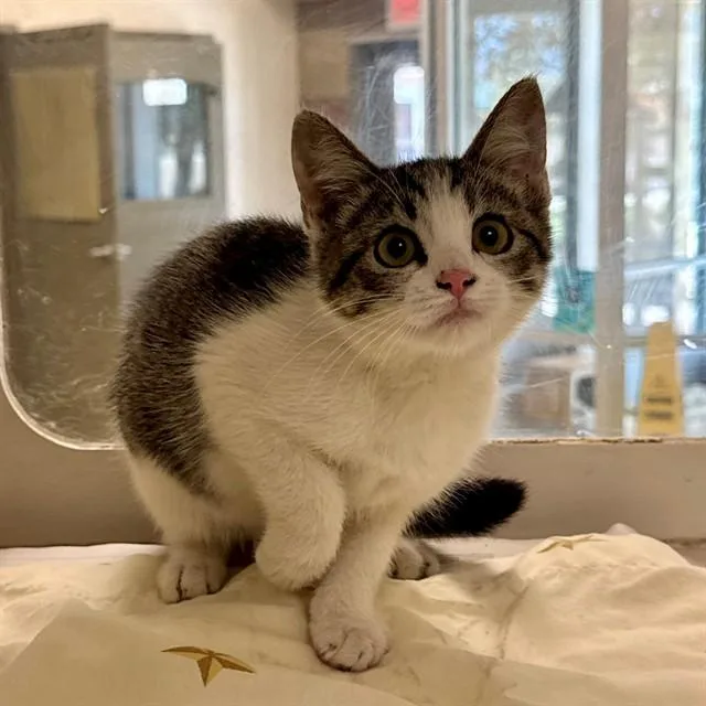 A baby small-sized female Domestic Short Hair cat named Catalina for adoption in Riverside, CA