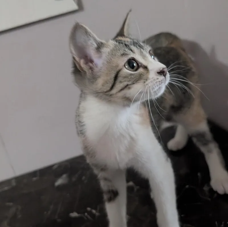 A baby medium-sized female Tabby (Gray / Blue / Silver) Domestic Short Hair cat named Margo for adoption in Pendleton, OR
