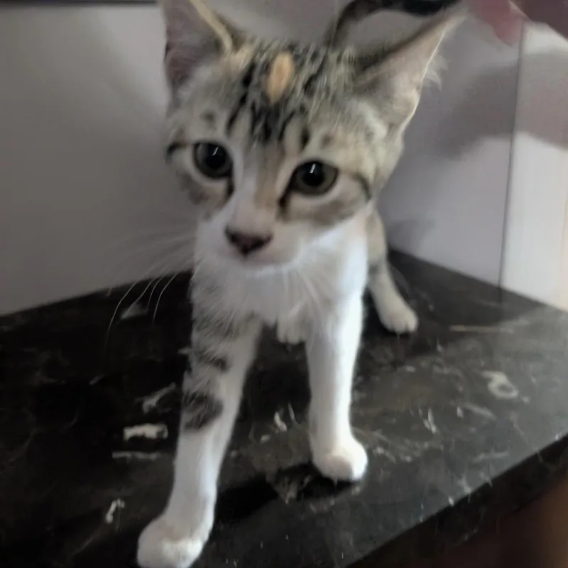 Margo thumbnail 3