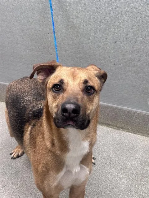 A young large-sized male German Shepherd Dog dog named Royal for adoption in Las Vegas, NV