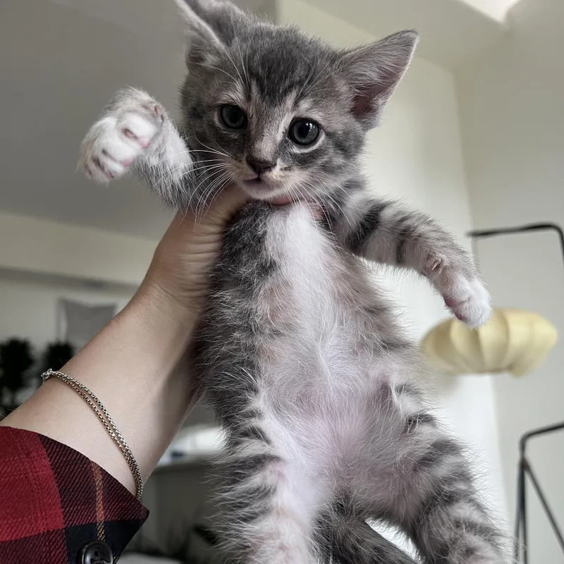 A baby small-sized female Calico Domestic Short Hair cat named Dolly for adoption in Los Angeles, CA