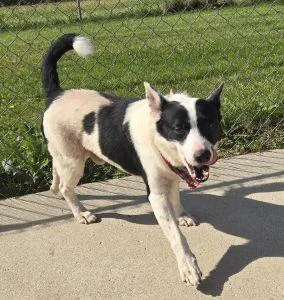 An adult medium-sized male Rat Terrier dog named Lenny for adoption in Bucyrus, OH