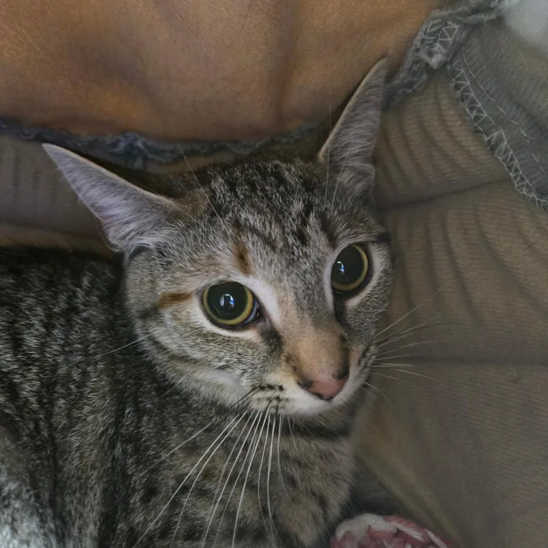 A young small-sized female Torbie Domestic Short Hair cat named Thissell for adoption in East Smithfield , PA