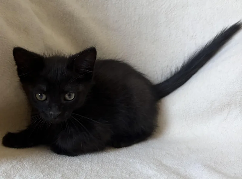 A young medium-sized male Domestic Short Hair cat named Winston for adoption in Buffalo, MN