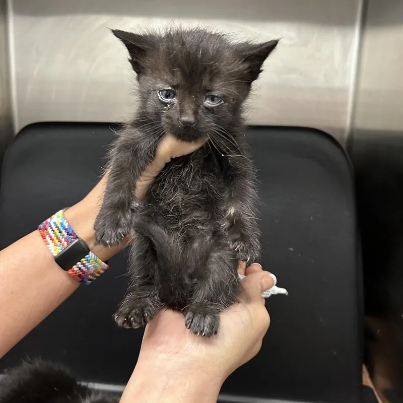 A baby small-sized male Black Domestic Short Hair cat named Fennel for adoption in Morganton, NC