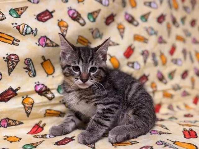 A baby medium-sized male Domestic Short Hair cat named Jelly Belly for adoption in Fairfield, CA