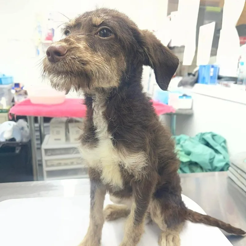 A baby small-sized female Brown / Chocolate Mixed Breed dog named Bambi for adoption in Buffalo, MN