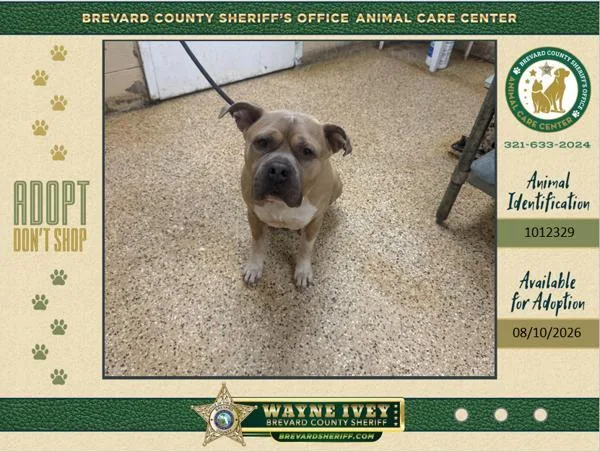An adult large-sized male Mixed Breed dog named Herman for adoption in Melbourne, FL