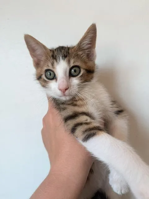 Linus  bonded with thumbnail 2