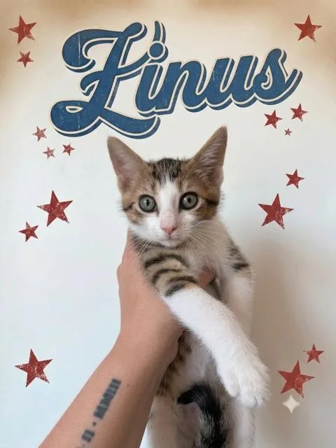 Linus  bonded with thumbnail 3