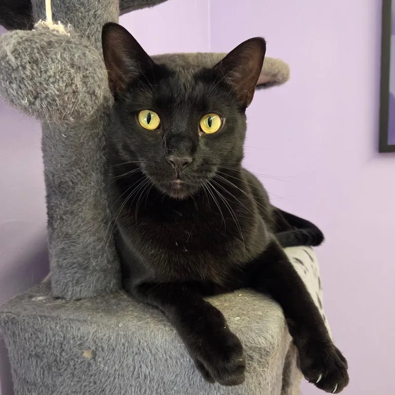A young medium-sized male Domestic Short Hair cat named Sheldon for adoption in Warwick, RI