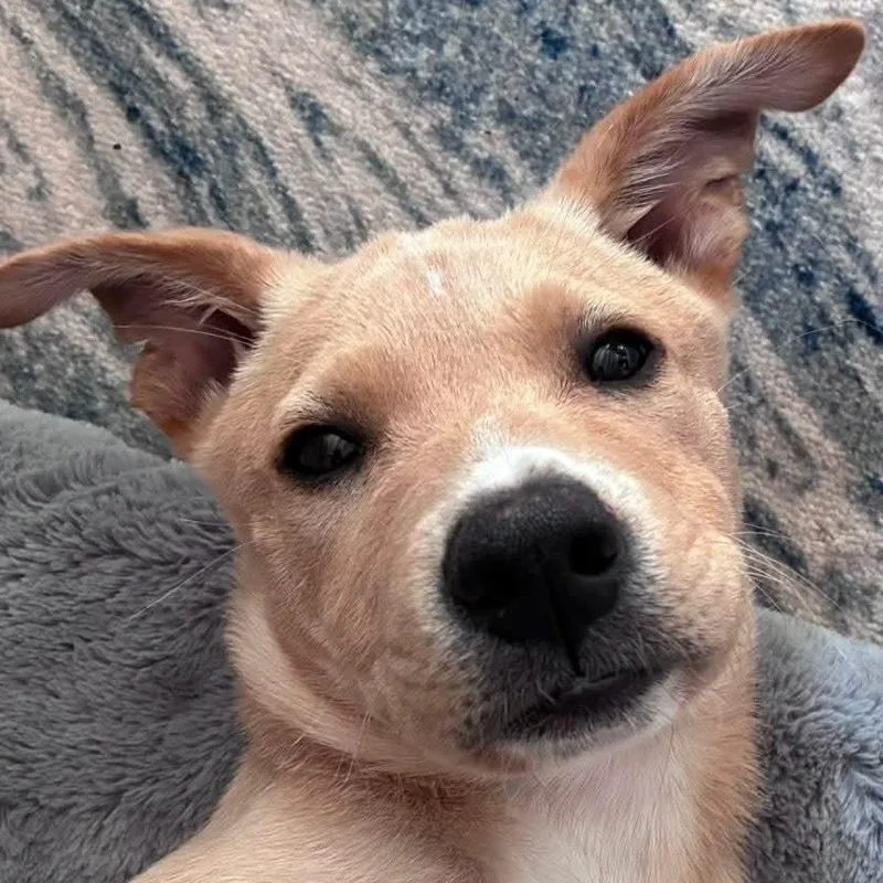 A baby medium-sized male Yellow Labrador Retriever dog named Kevin for adoption in PLAINFIELD, CT