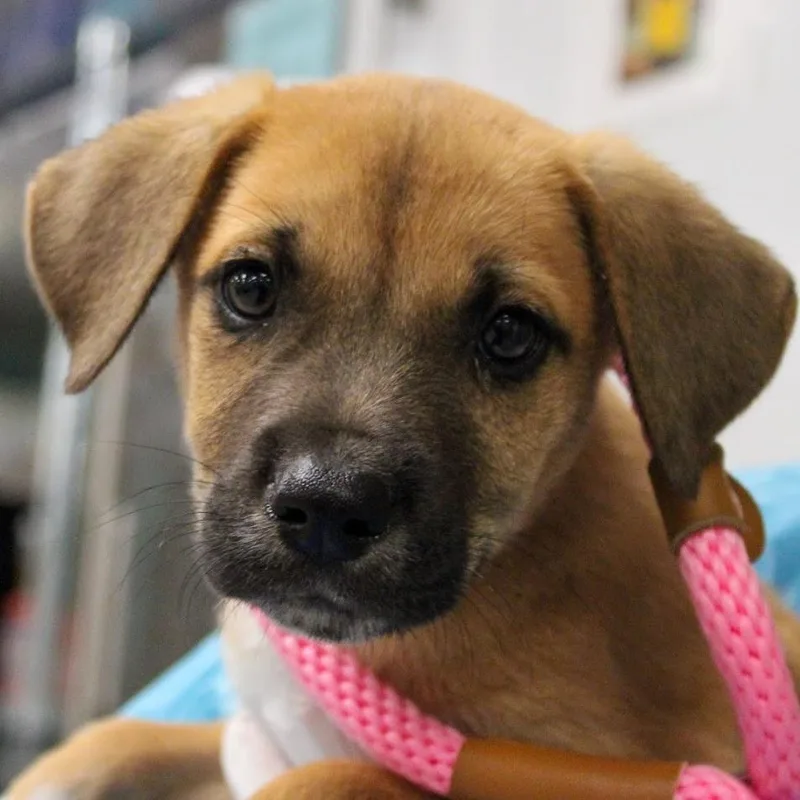 A baby medium-sized male Black Shepherd dog named Cornflake for adoption in South Elgin, IL