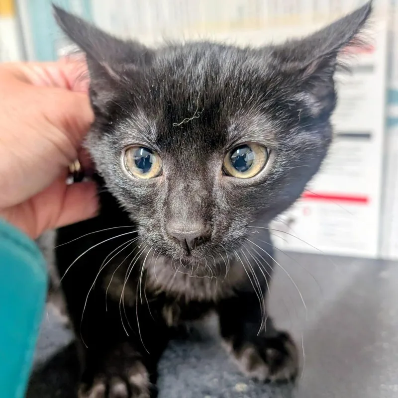 A baby small-sized female Black Domestic Short Hair cat named Raven for adoption in Huntsville, AR