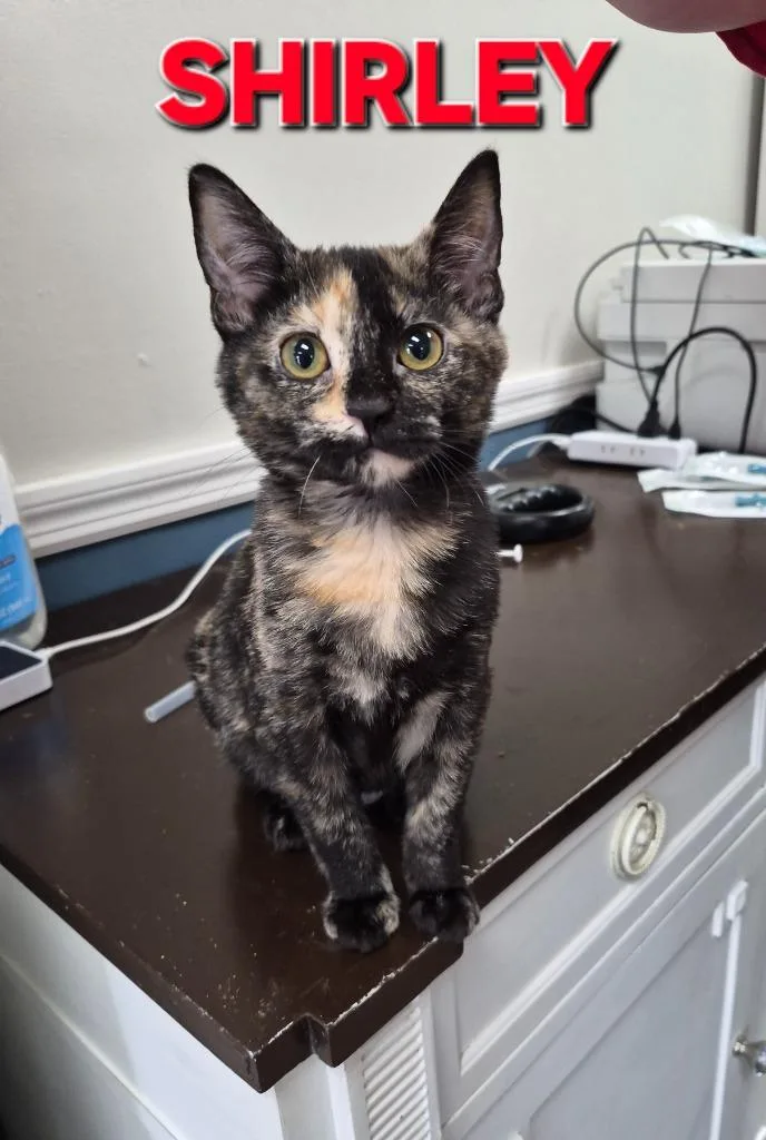 A baby medium-sized female Domestic Short Hair cat named Shirley for adoption in Rome, GA