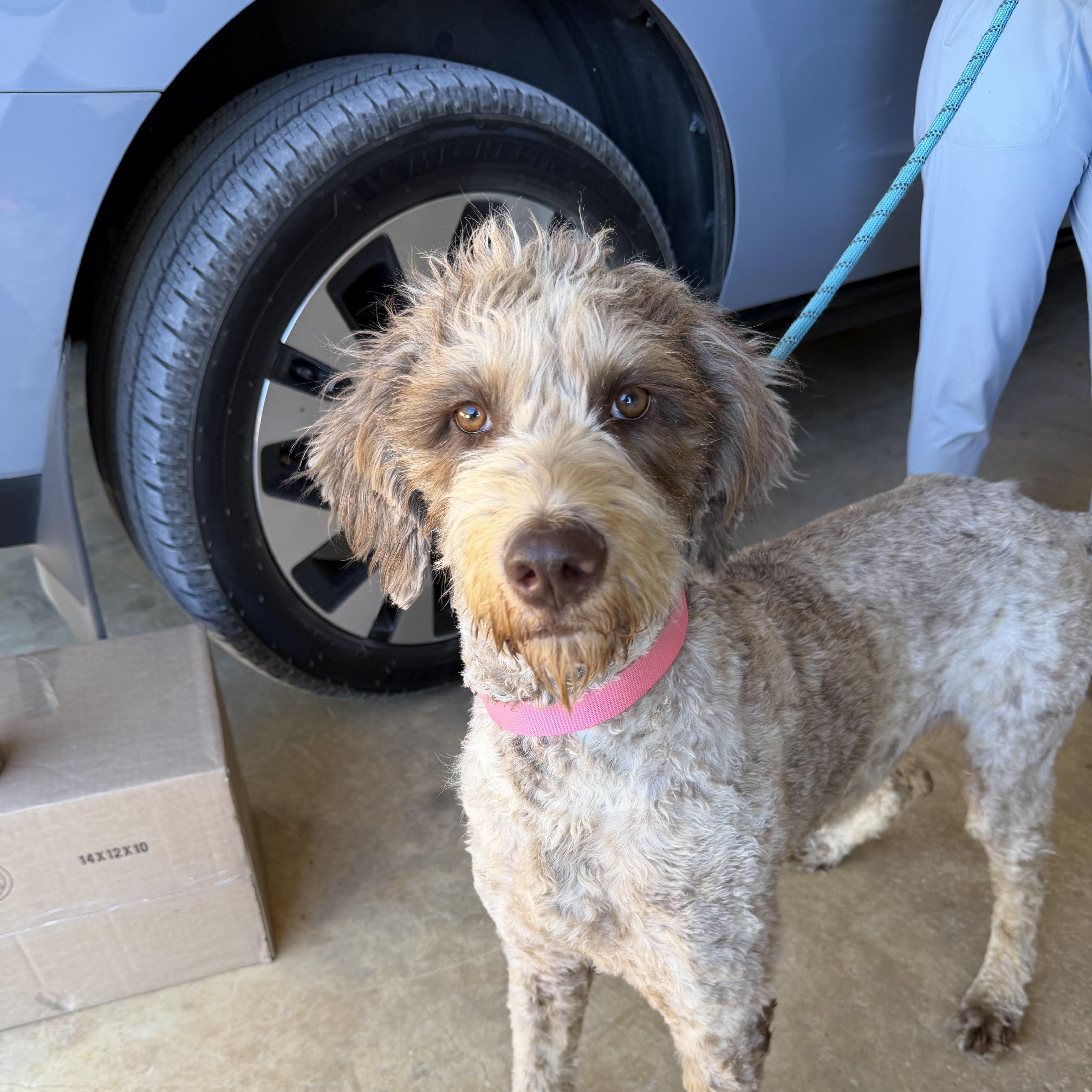 A young medium-sized female Bicolor Goldendoodle dog named Tallulah for adoption in Corinth, MS