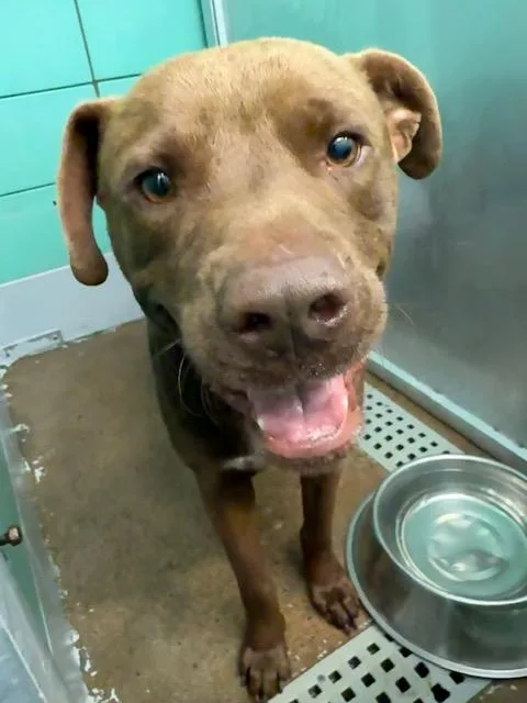 An adult large-sized male Staffordshire Bull Terrier dog named Canelo for adoption in Houston, TX