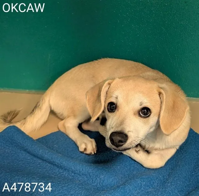 A baby small-sized male Chihuahua dog named A for adoption in Oklahoma City, OK