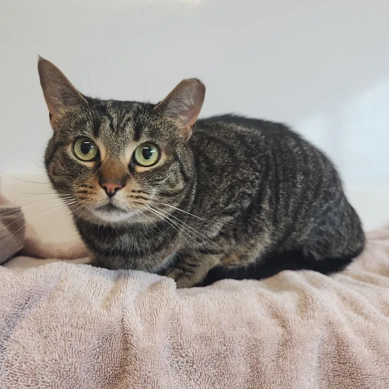An adult medium-sized female Brown / Chocolate Domestic Medium Hair cat named Gemma for adoption in Fort Wayne, IN