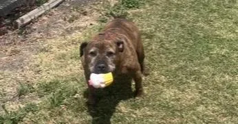An adult medium-sized male Mixed Breed dog named Mufasa for adoption in Stockton, CA