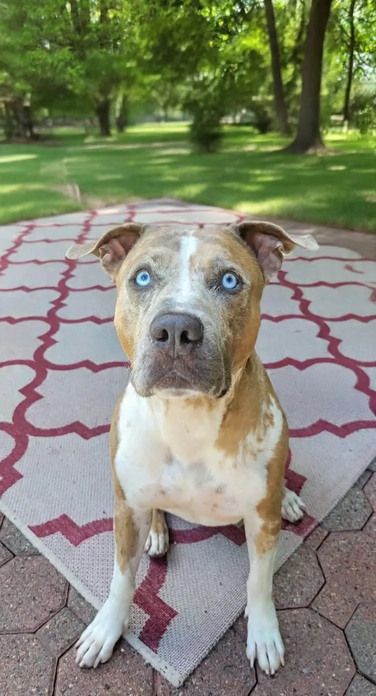 A young medium-sized male Pit Bull Terrier dog named Rune for adoption in Westwood, NJ