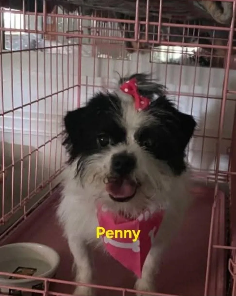 A young small-sized female Black Shih Tzu dog named Penny for adoption in St. Augustine, FL