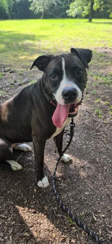 An adult medium-sized female Black Boxer dog named Adrian for adoption in Houston, TX