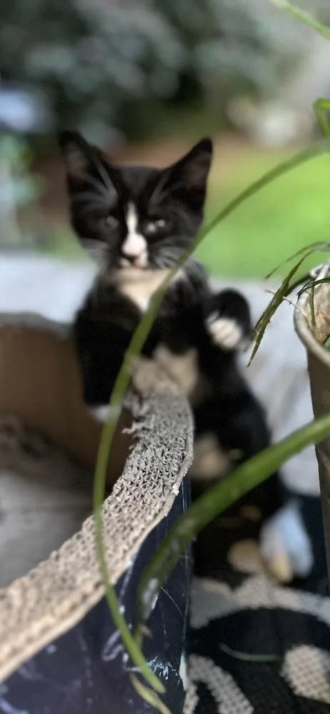 A baby small-sized male Domestic Short Hair cat named CL Percy for adoption in Dawson, GA
