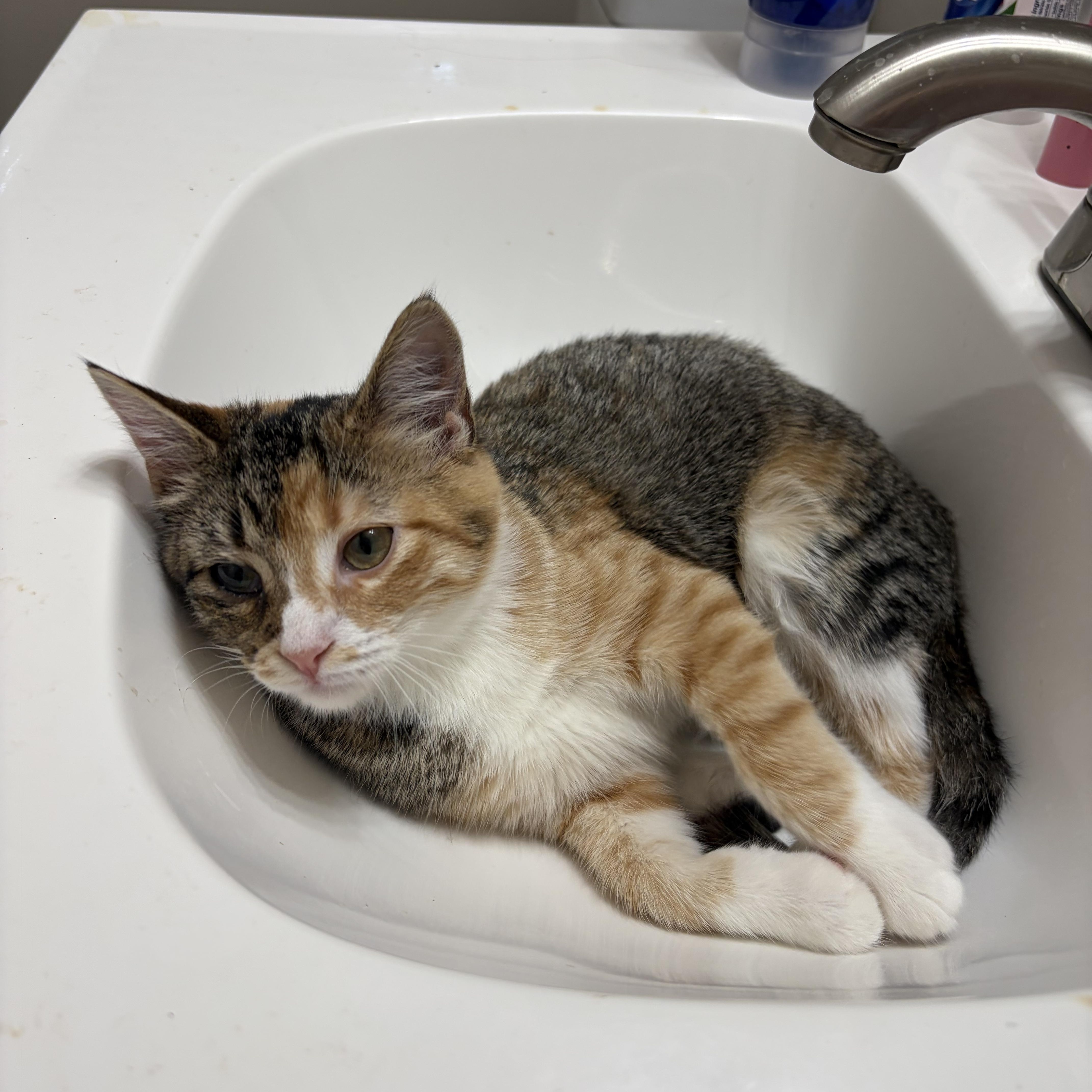 A young medium-sized female American Shorthair cat named Savannah Smiles for adoption in Fayetteville, NC