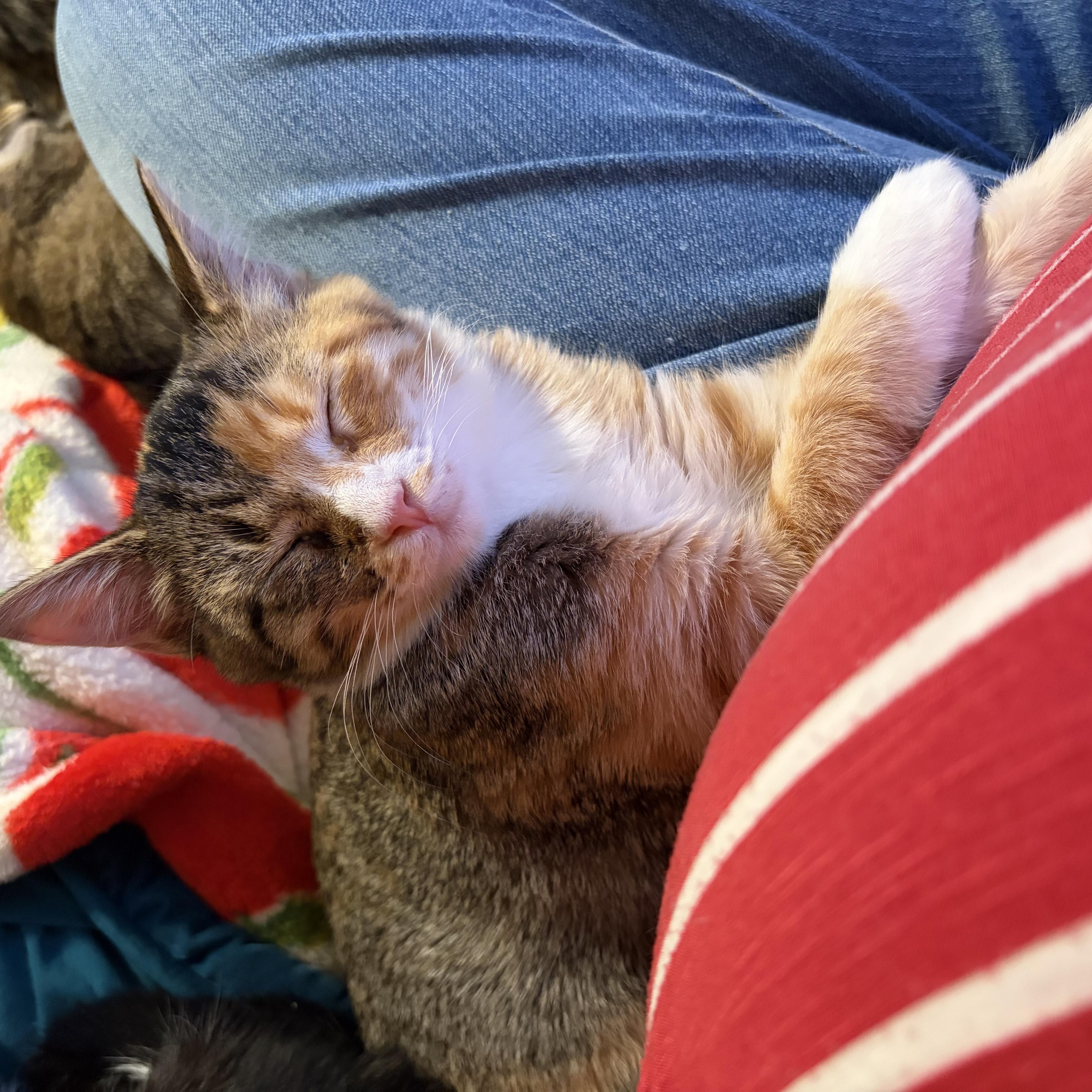 Savannah Smiles thumbnail 2