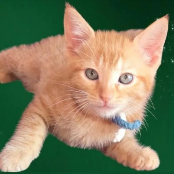 A baby small-sized female Orange / Red Domestic Short Hair cat named Green for adoption in Green Bay, WI