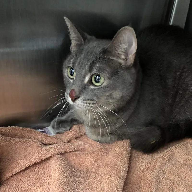 An adult medium-sized female Gray / Blue / Silver Domestic Short Hair cat named Rubi for adoption in Oak Park, IL