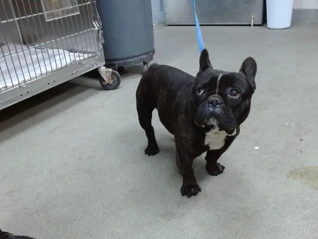 An adult medium-sized male French Bulldog dog named Rubble for adoption in Salinas, CA