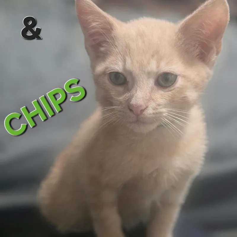 A baby small-sized male Buff / Tan / Fawn Domestic Short Hair cat named Chips for adoption in Westminster, CA
