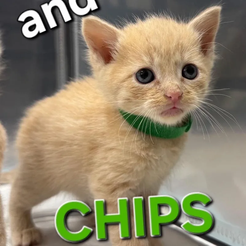 Chips thumbnail 2